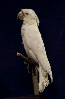 藏品(白鳳頭鸚鵡)的圖片